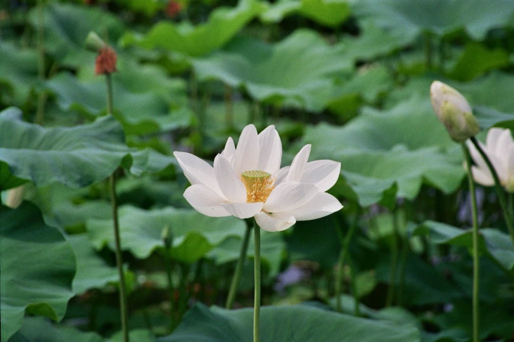 pictures-of-korea-closeup-of-lotus-flower